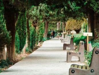 Pourquoi et comment conserver des arbres dans un aménagement urbain ?